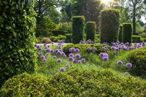 Drömträdgården Drömträdgården